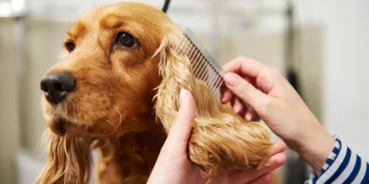 ¿Cuáles son las razas de perros a las que no se le puede cortar el pelo?