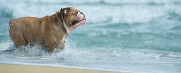 ¿Qué siente un perro cuando te vas de vacaciones?