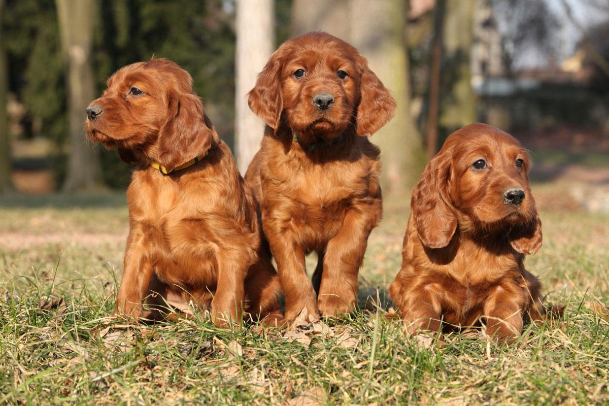 Cachorros de la raza Setter de color marrón