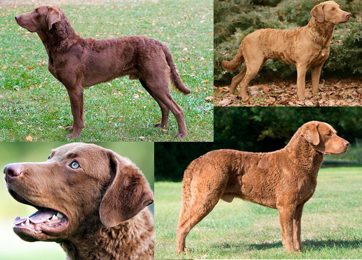 Fotografía de varios perros Retriever de Chesapeake con distintos colores: marrón, castaño y color sable