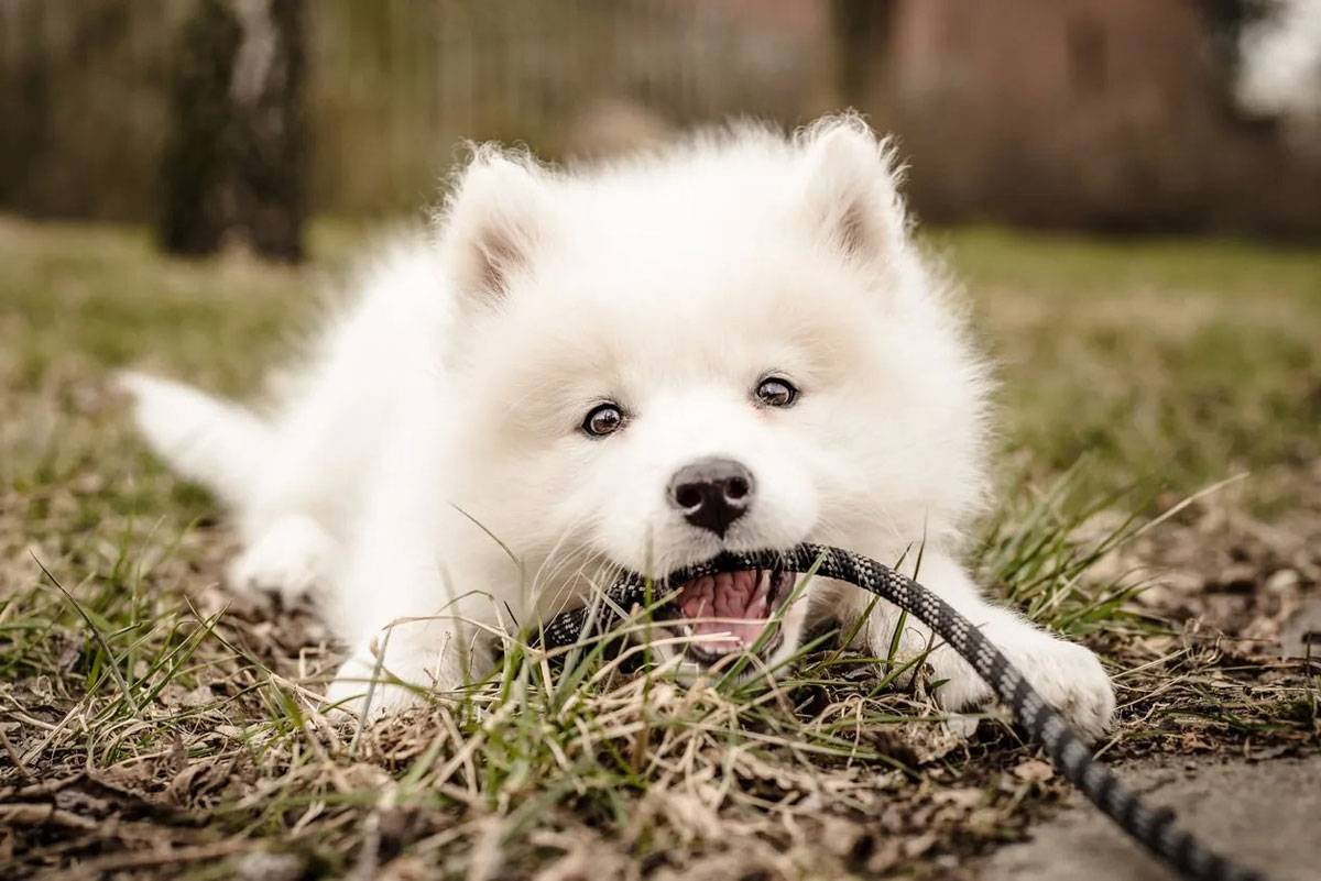 Cachorro de samoyedo esperando adopción