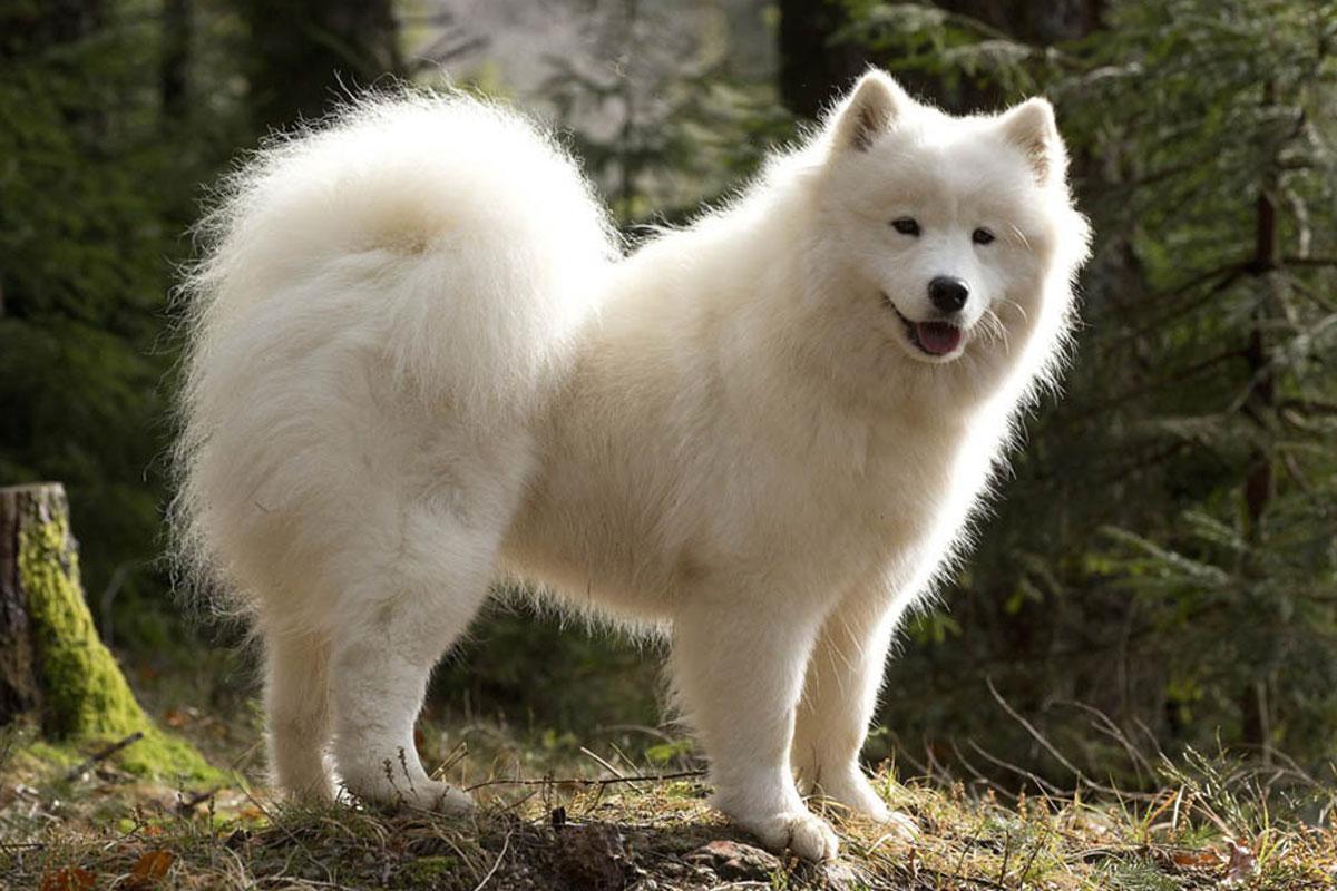 Samoyedo: cuidados y características de la raza de perros