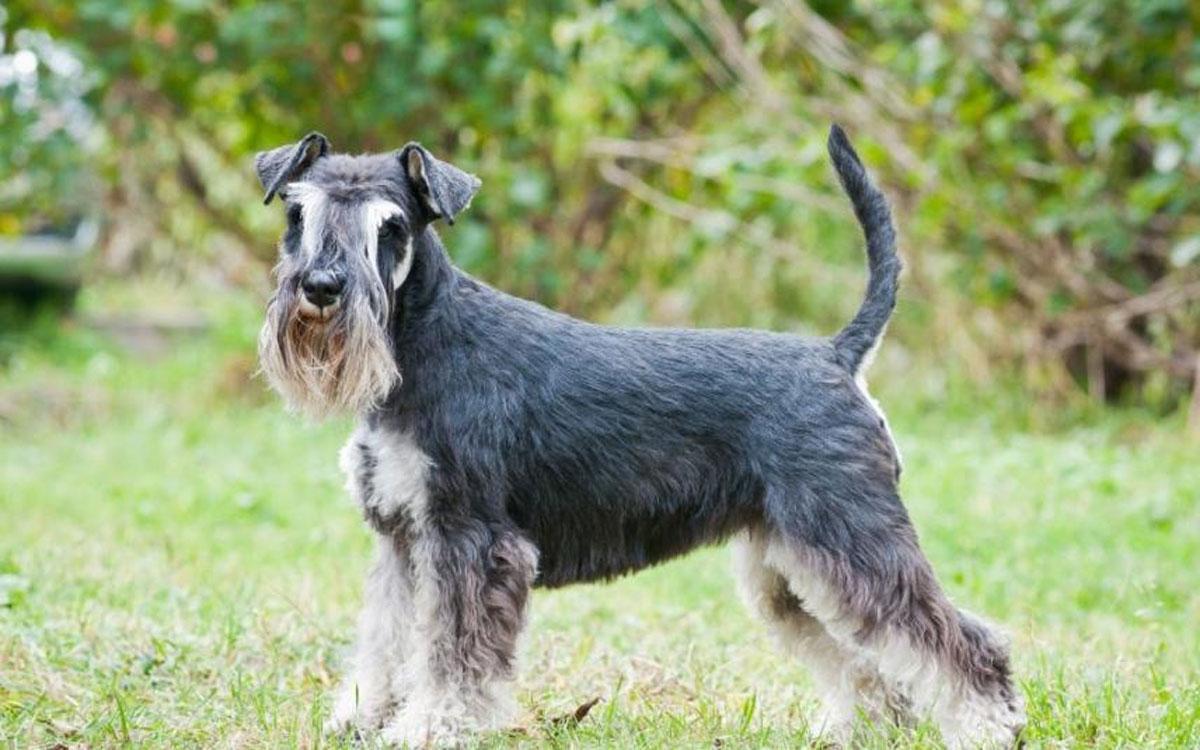 Schnauzer: características de la raza de perros, cuidados y entrenamiento