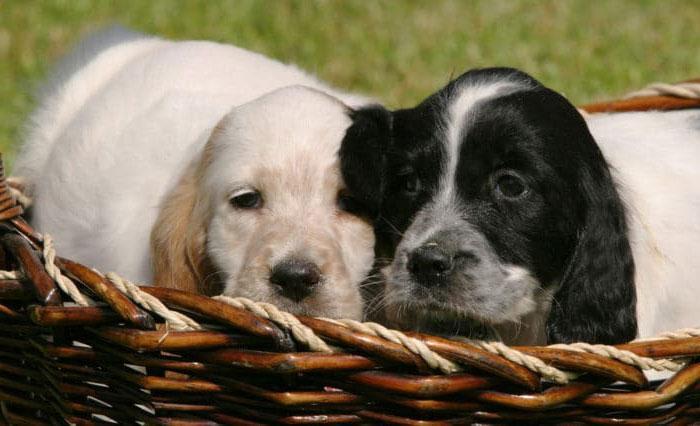 Camada de cachorros de Setter inglés listos para ser adoptados y recibidos por sus nuevos dueños