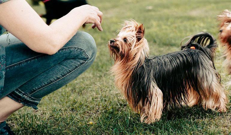 Adiestramiento de Silky Terrier y convivencia con el perro