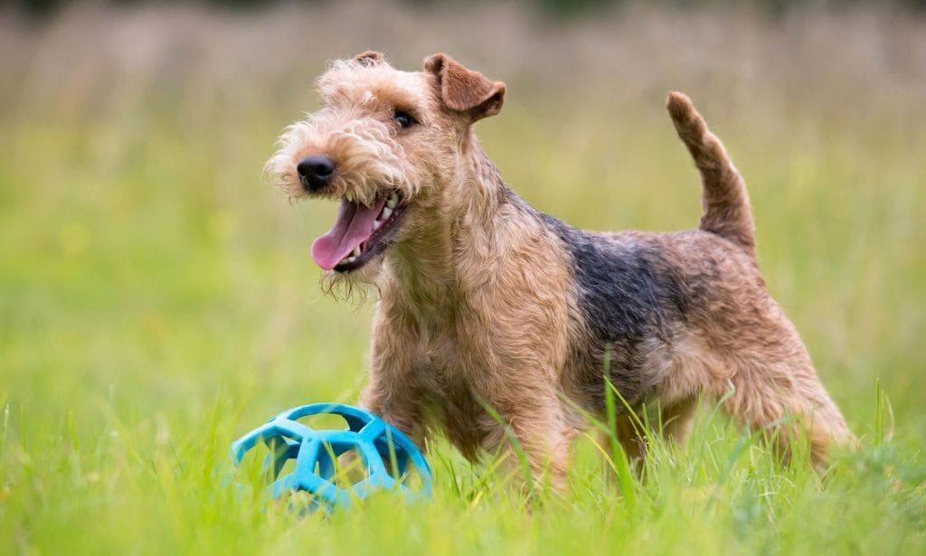 Entrenamiento y adiestramiento de un perro Welsh Terrier