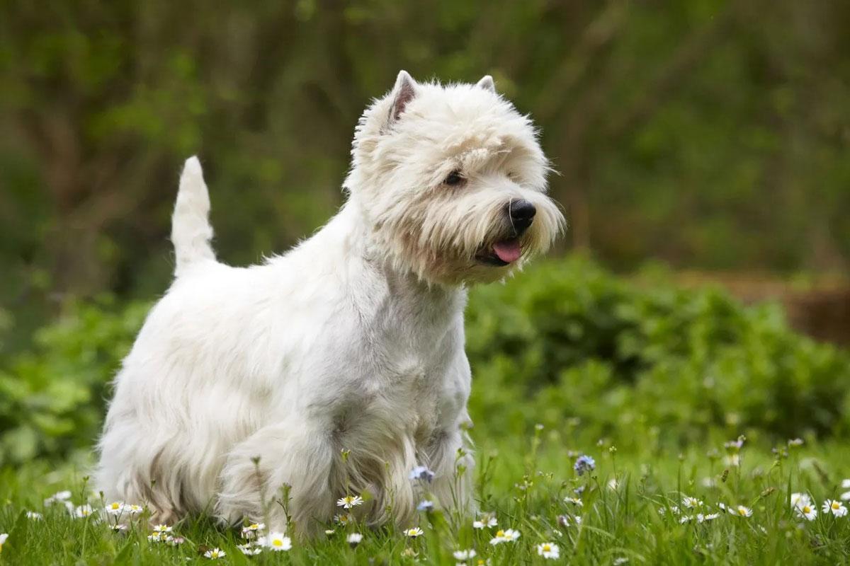 West Highland white terrier (Westie): temperamento, características y cuidados